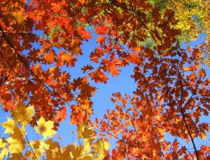 fallleaves